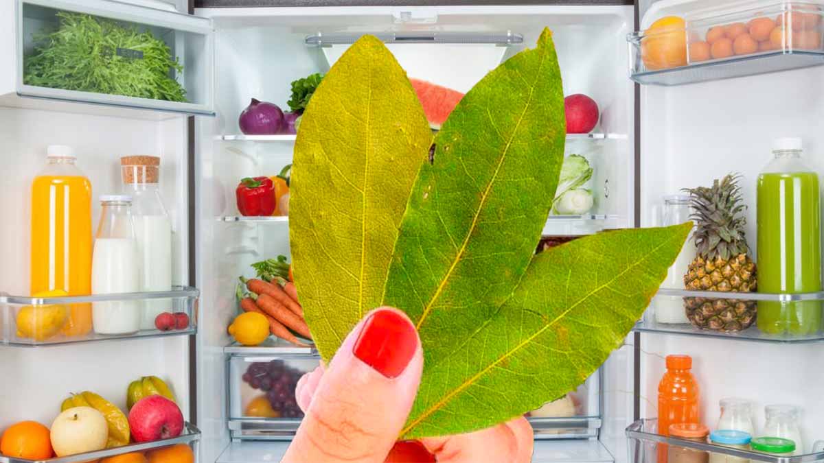 Pourquoi il faut placer les feuilles de laurier au réfrigérateur et à quoi servent-elles 